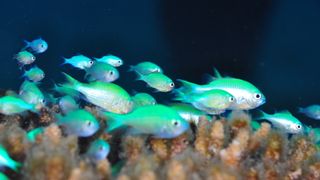 Shoal of blue-green chromis fish