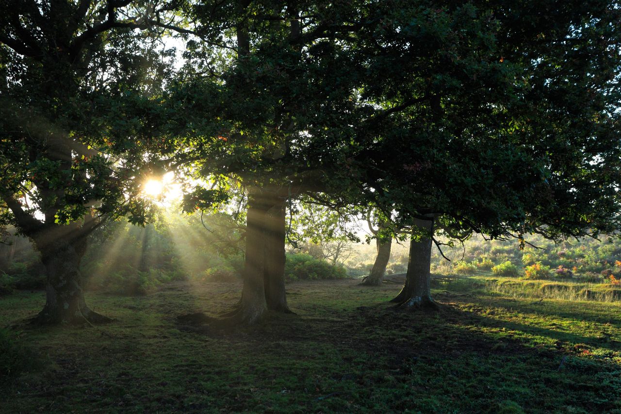 Bolderwood, New Forest National Park, Hampshire. We can only hope one day our Country Life Wood will look as good.