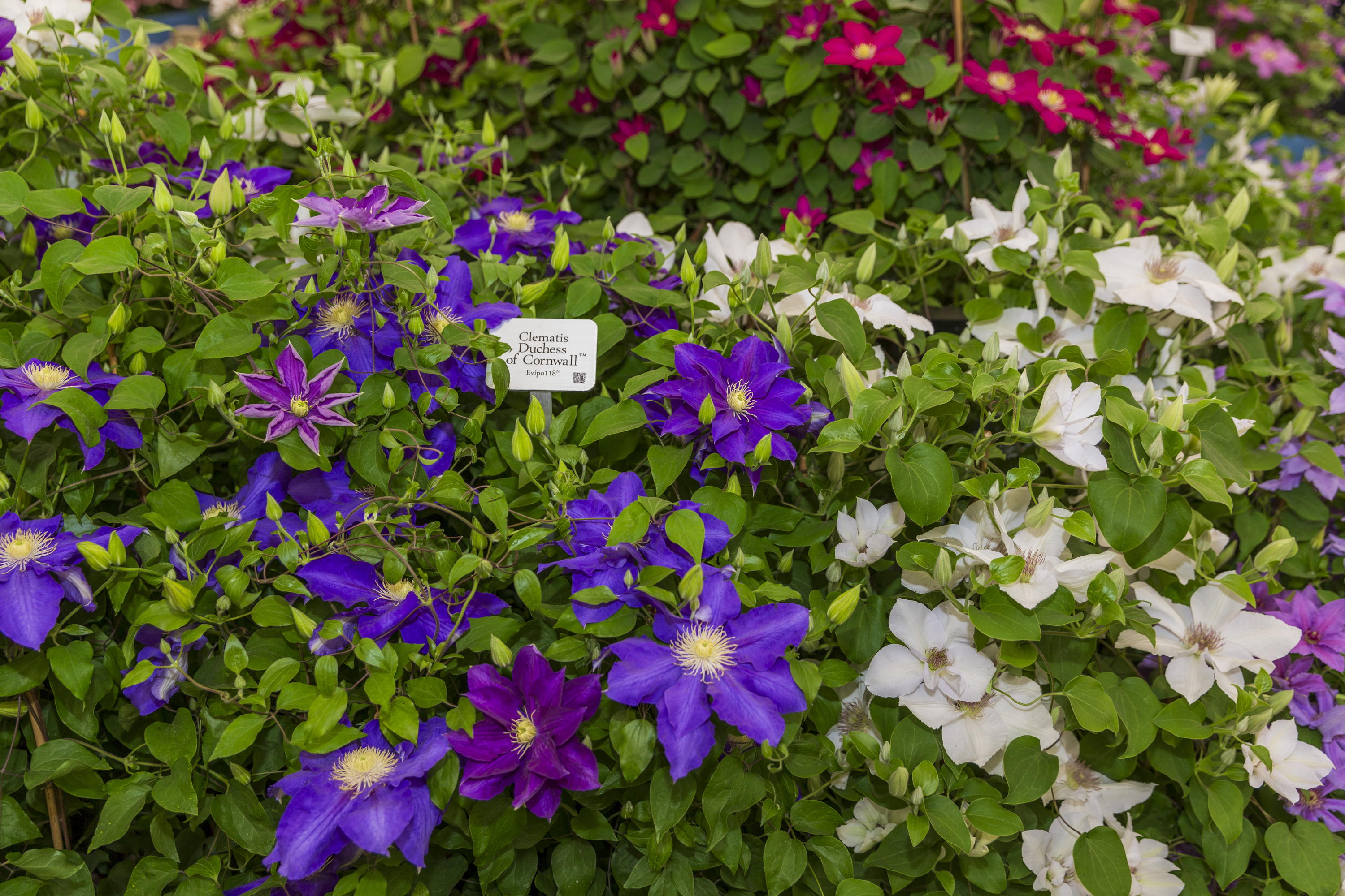Raymond Evison Clematis in the Grand Pavilion at Chelsea Flower Show 2025