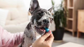 Dog having its teeth brushed