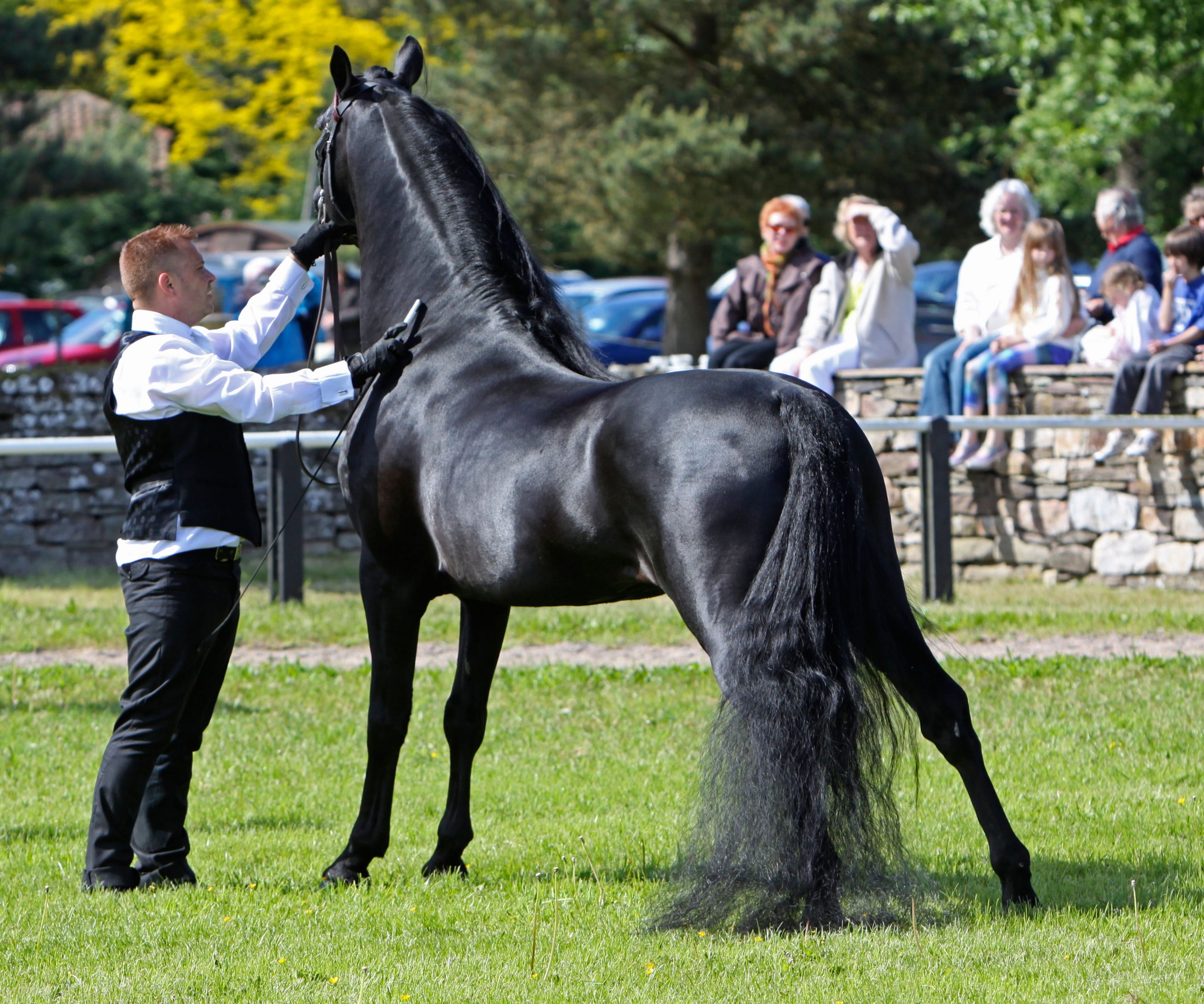 Morgan horse