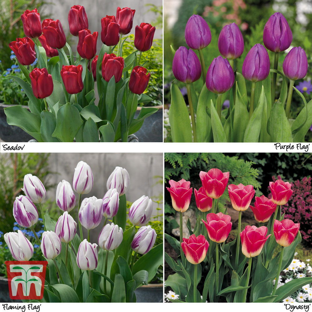 Tulip Patio Mix