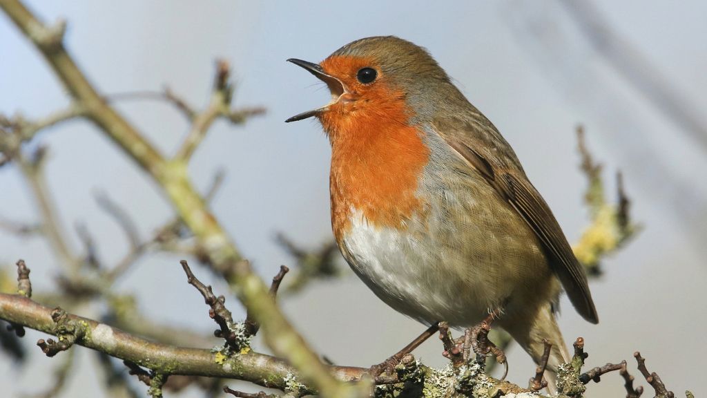 A robin on a branch