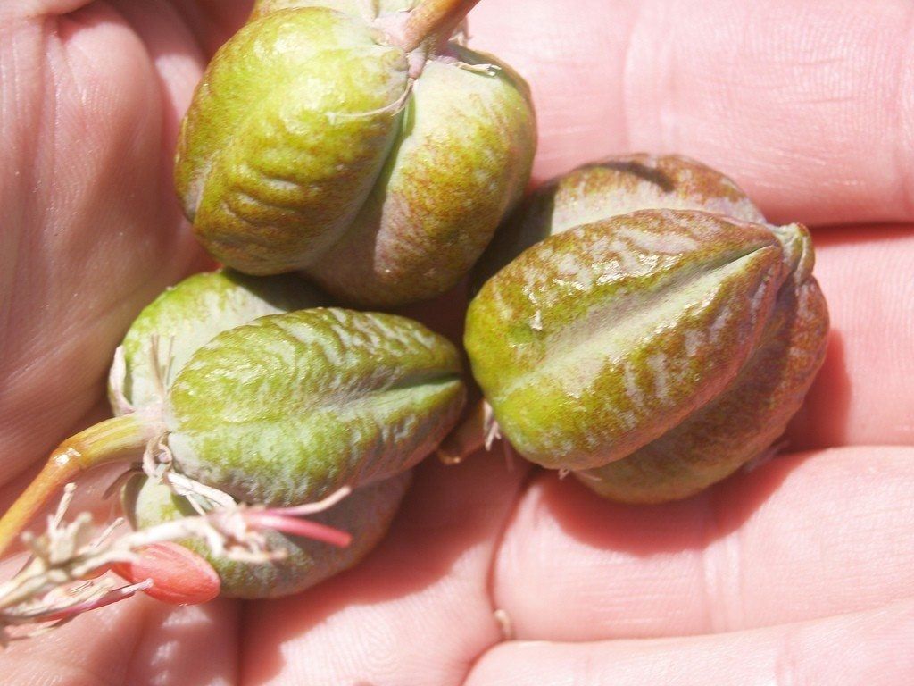 Hands Holding Seed Pods