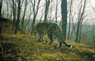 A male Amur leopard in Russia.