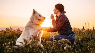 Woman training her dog in a meadow at sunset