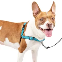 PetSafe Training Harness | Amazon.co.uk PetSafe Training Harness | Amazon.co.uk