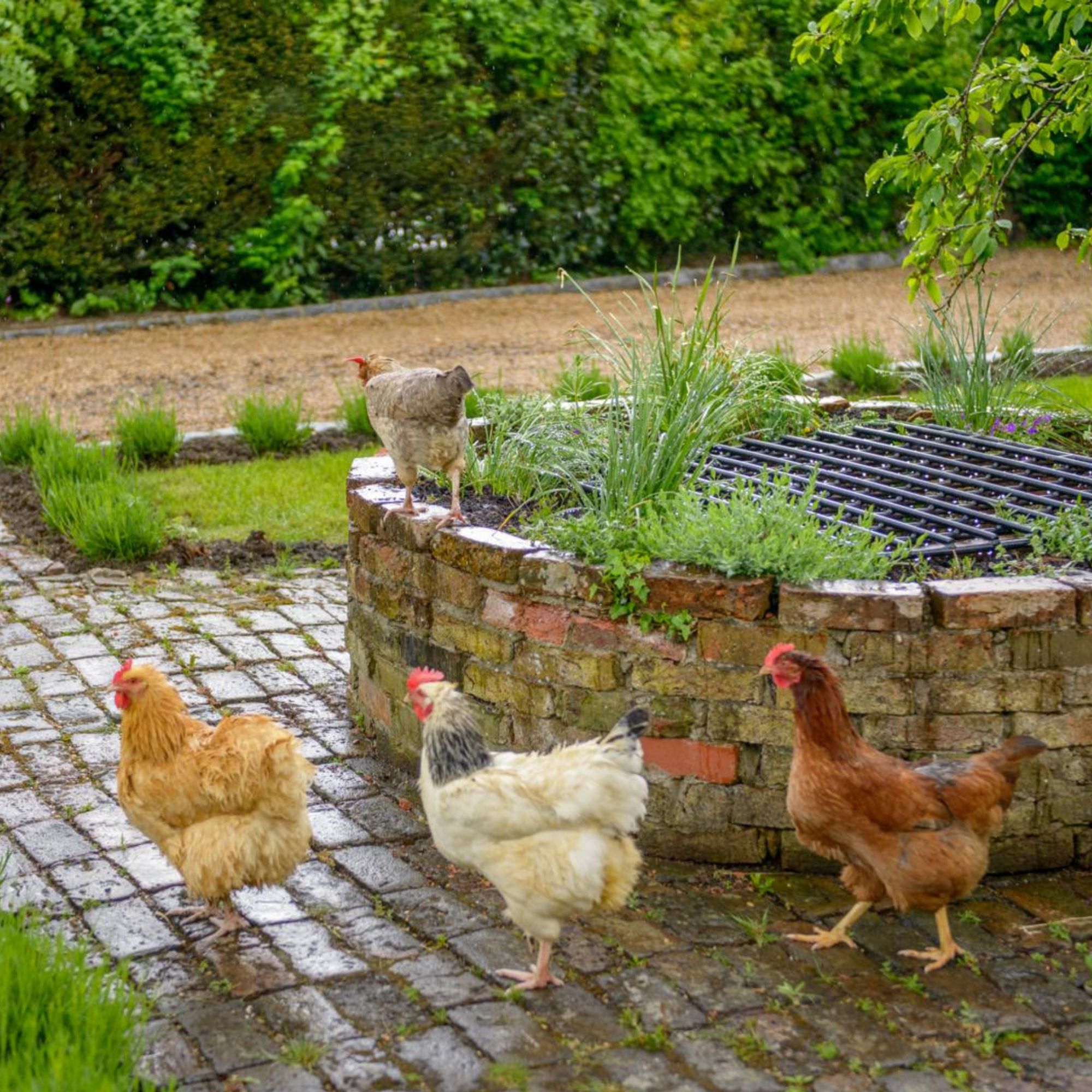 Chickens in the garden walking around a round raised flower bed in a garden