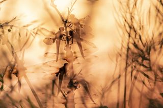 Double-exposure image of a group of broad-bodied chasers, in warm golden light