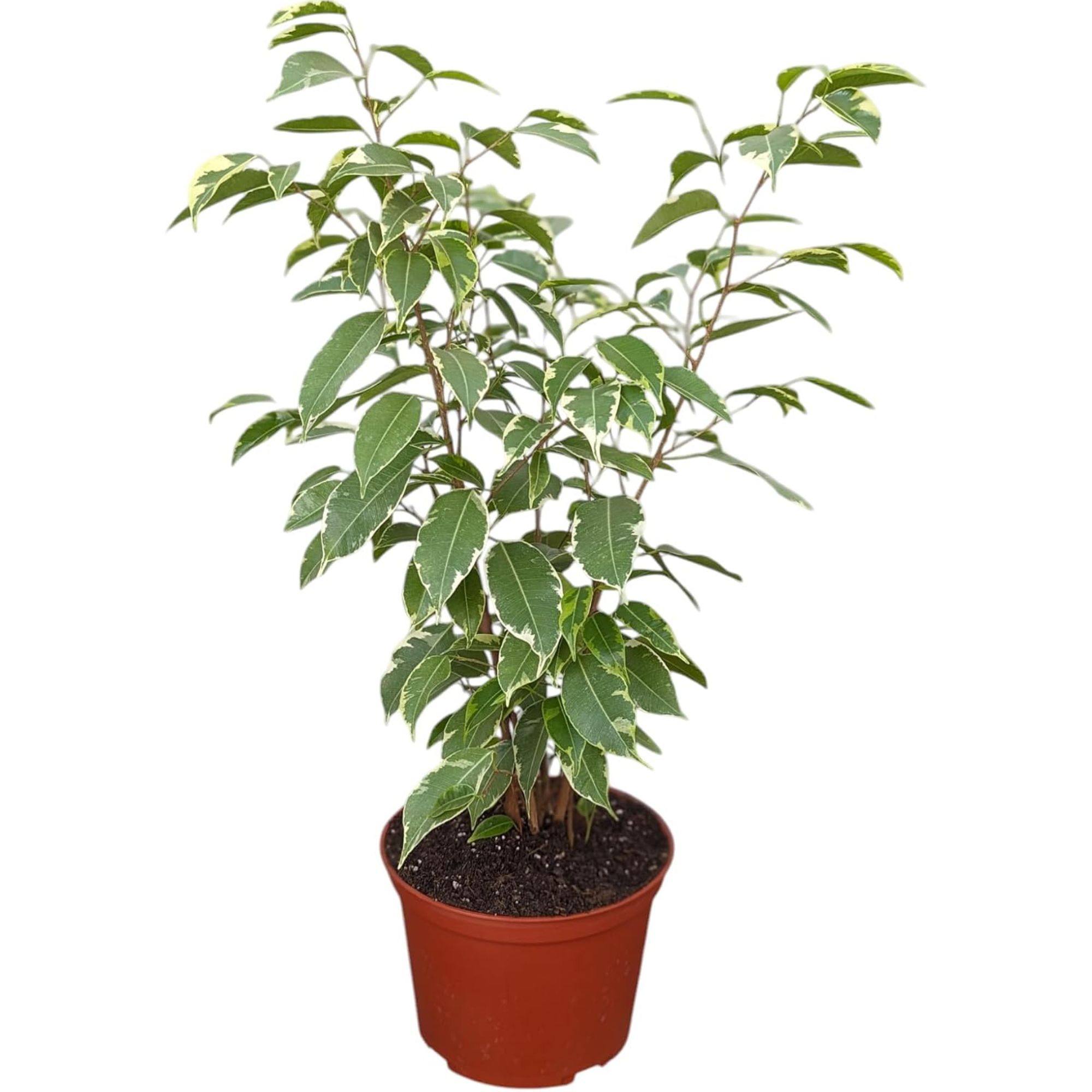 Indoor tree