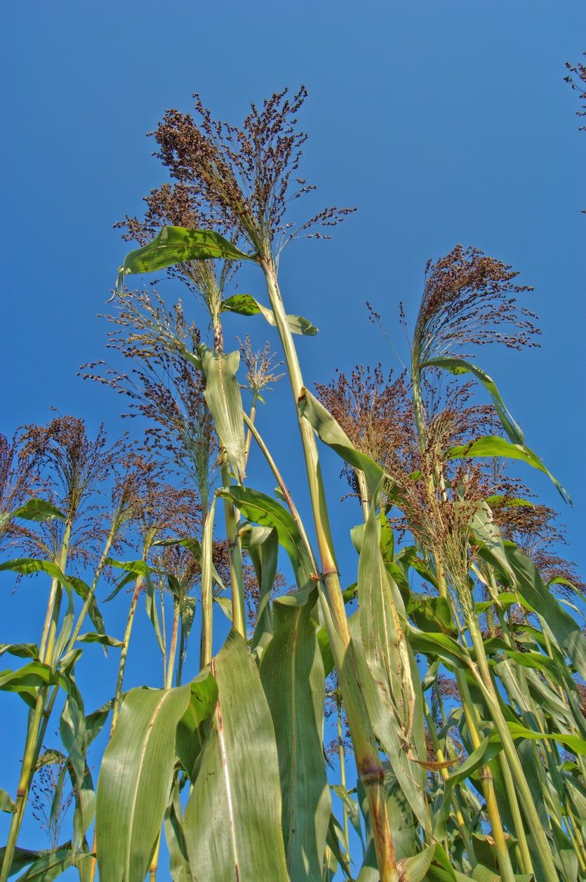 broomcorn