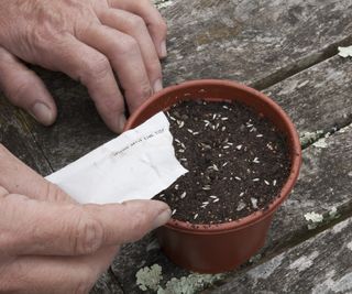 Sowing lettuce seeds directly into a pot
