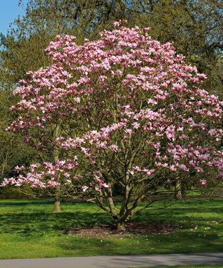 'Star Wars' magnolia in full bloom