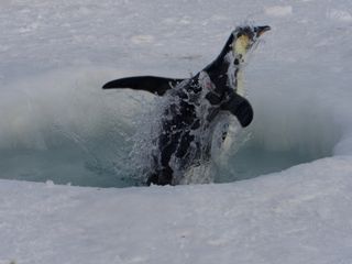 Emperor penguin jumping out of an ice hole.