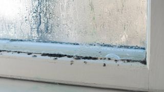 window with condensation and mould on window frames