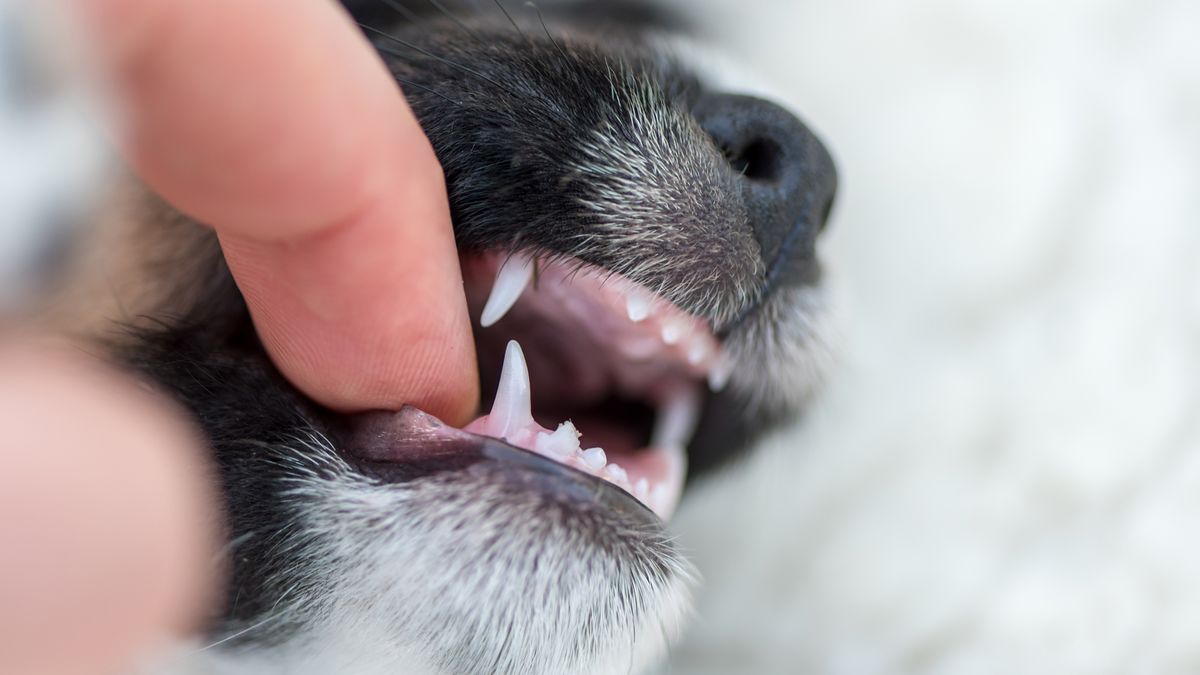 unhealthy dog gums