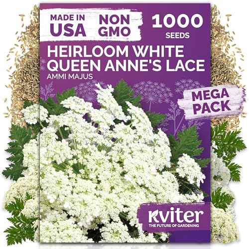Kviter 1000 White Queen Anne's Lace Seeds (ammi Majus) &amp;ndash; Bishop Flower, Heirloom, Non Gmo &amp;amp; Wildflower, False Queen Annes Lace &amp;ndash; Pollinator-Friendly Flower Seeds to Plant Outside in Any Garden
