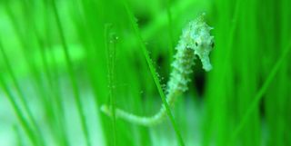 Seahorse