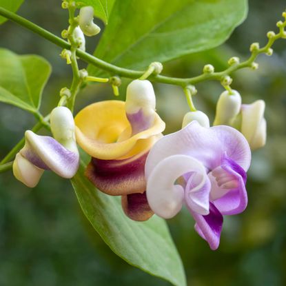 Flowers of the corkscrew or snail vine