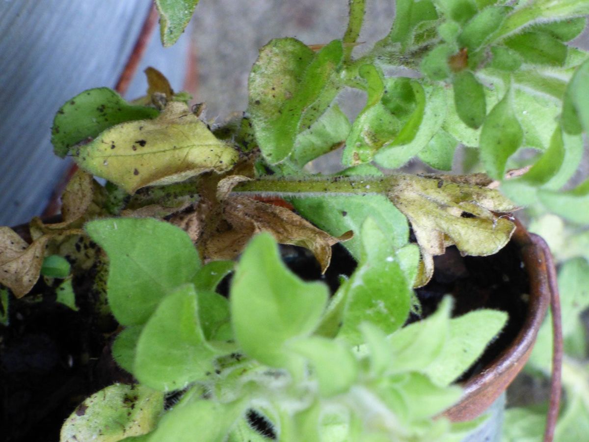 Why Are My Petunias Turning Yellow - Treating Petunias With Yellow ...