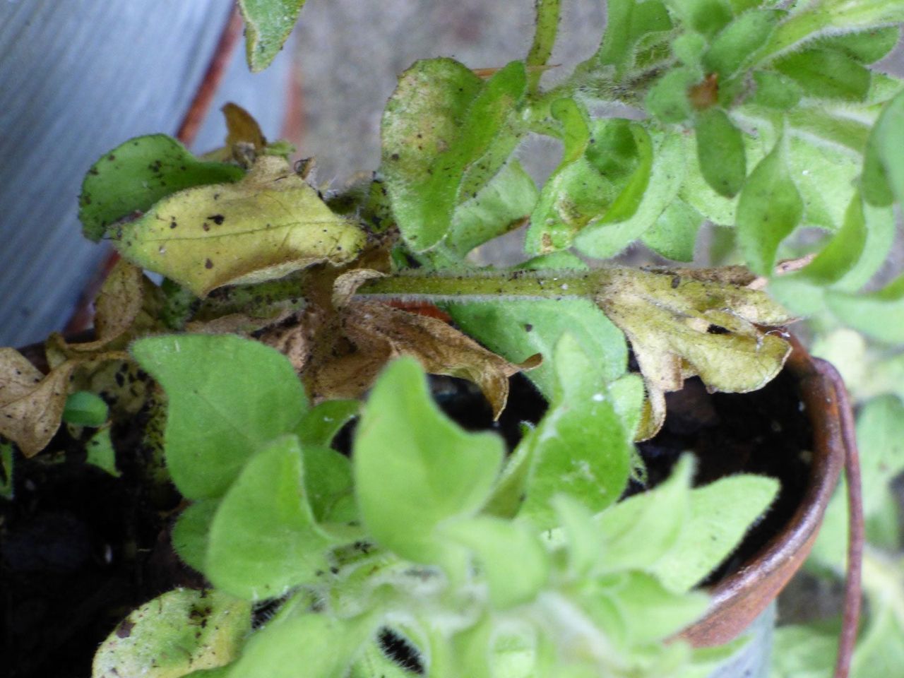 Yellow Leaves On A Potted Petunia Plant