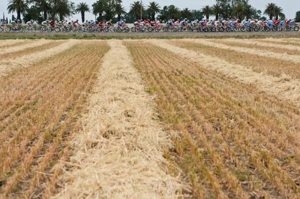 The peloton passes through some fields on its way to Modesto.