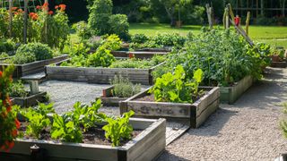 Organic vegetable garden with raised beds