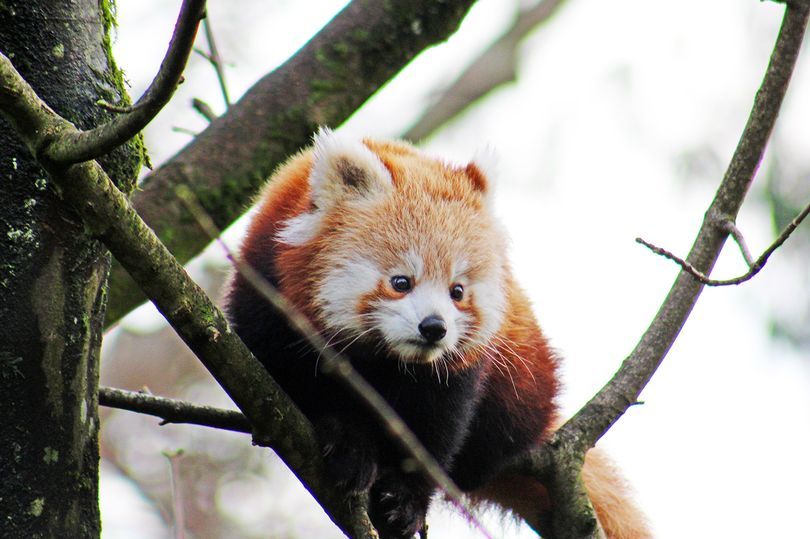 Red Panda