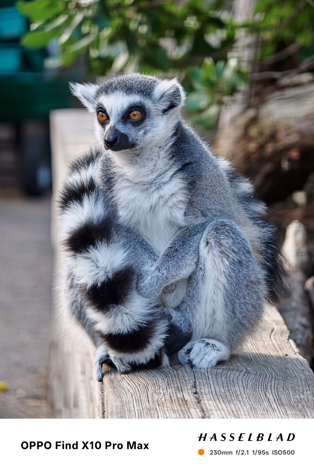 Ring-tailed lemur sitting upright on a wooden rail.