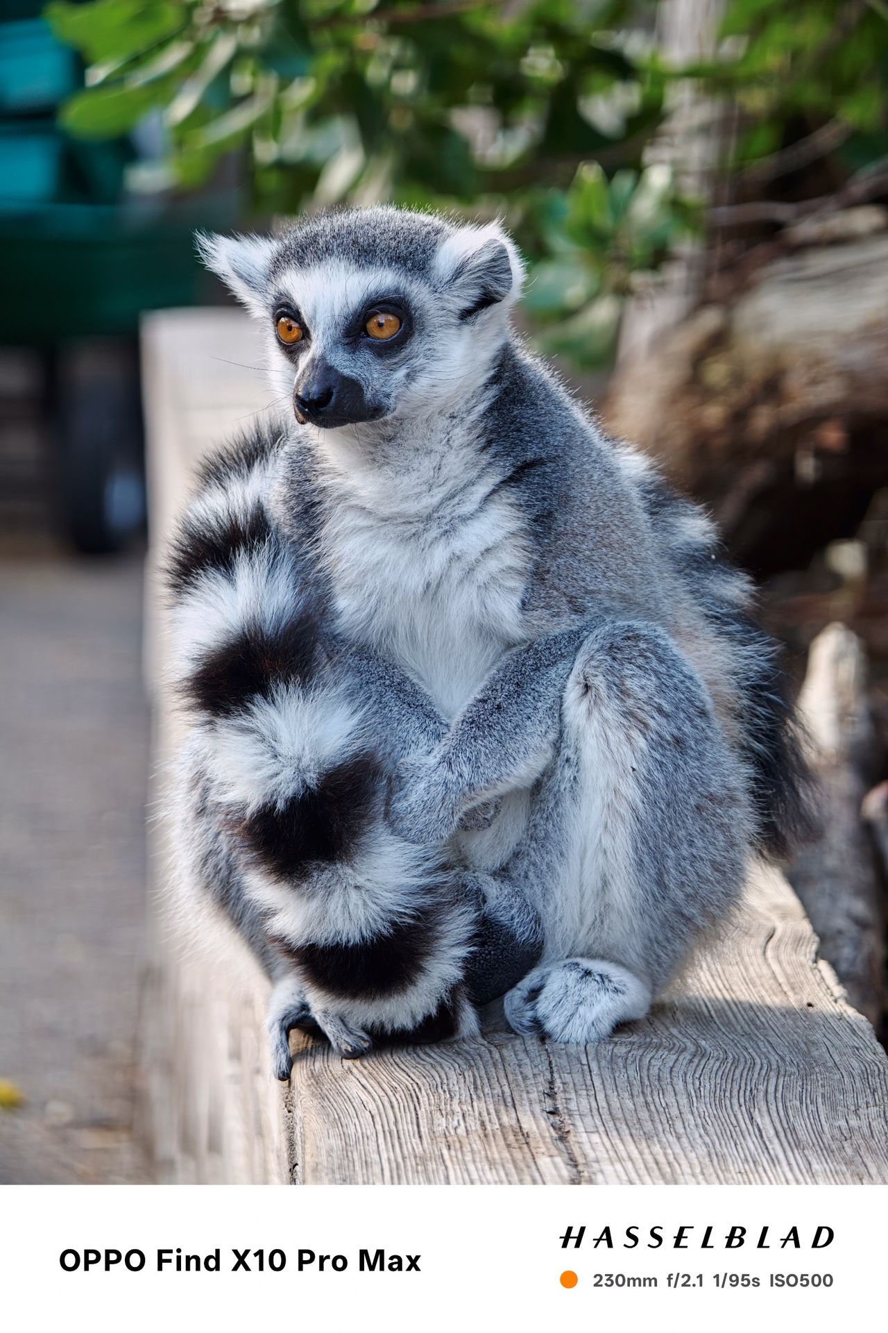 Ring-tailed lemur sitting upright on a wooden rail.