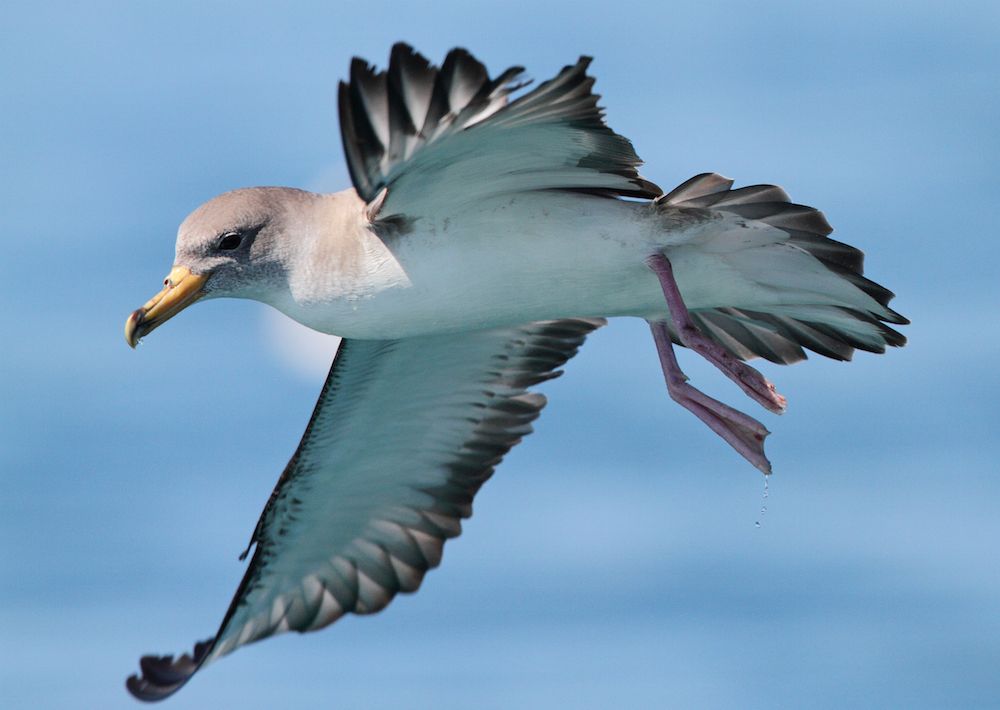 shearwater bird