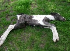 Foal.jpg