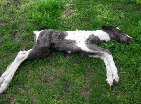 Foal.jpg