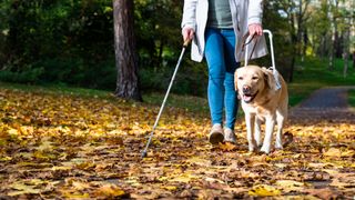 Guide dog leading blind person through autumn park