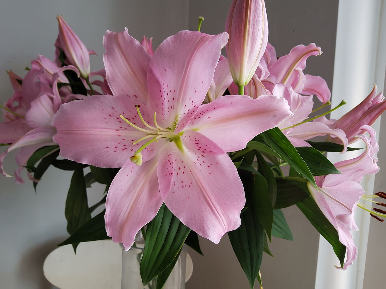 Sharp focus and fine detail on this pink flower.