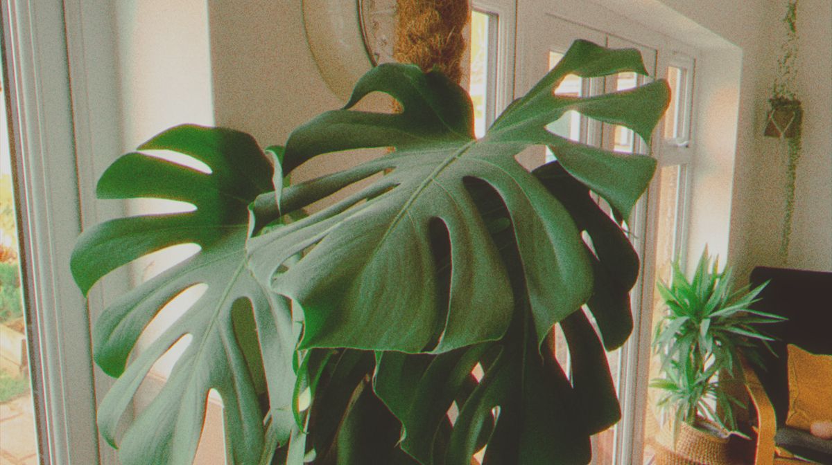 Mood Camera App