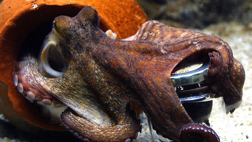 A juvenile octopus tries to open a jar with its tentacles.