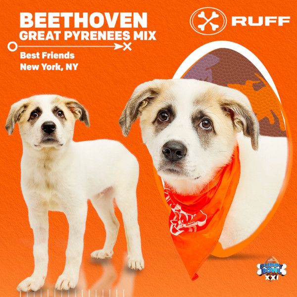 Puppy Bowl 2025 Beethoven