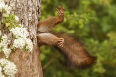 ©Milko Marchetti / Nikon Comedy Wildlife