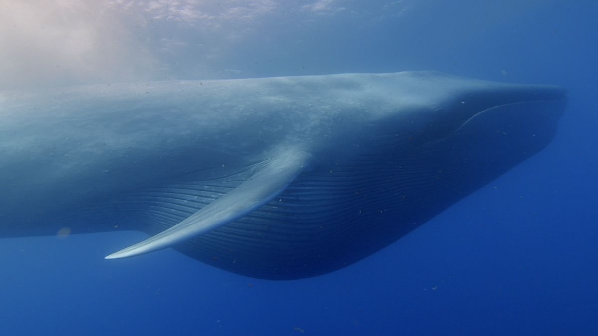 A blue whale engulfs krill off the coast of California.