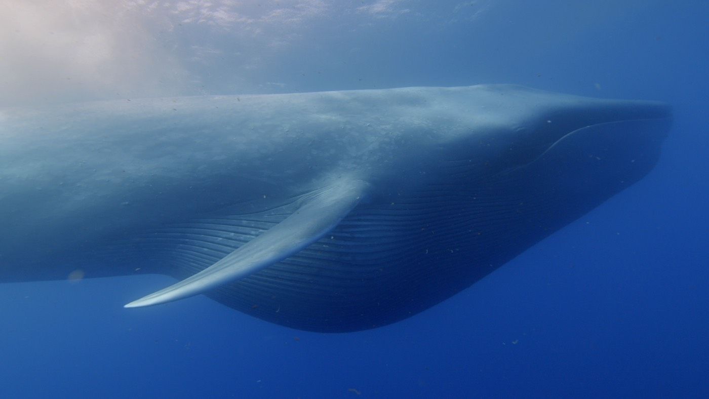 Самое крупное современное животное синий кит. Киты. Огромный кит. Огромные киты в океане. Голубой кит.
