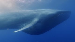 A blue whale engulfs krill off the coast of California.