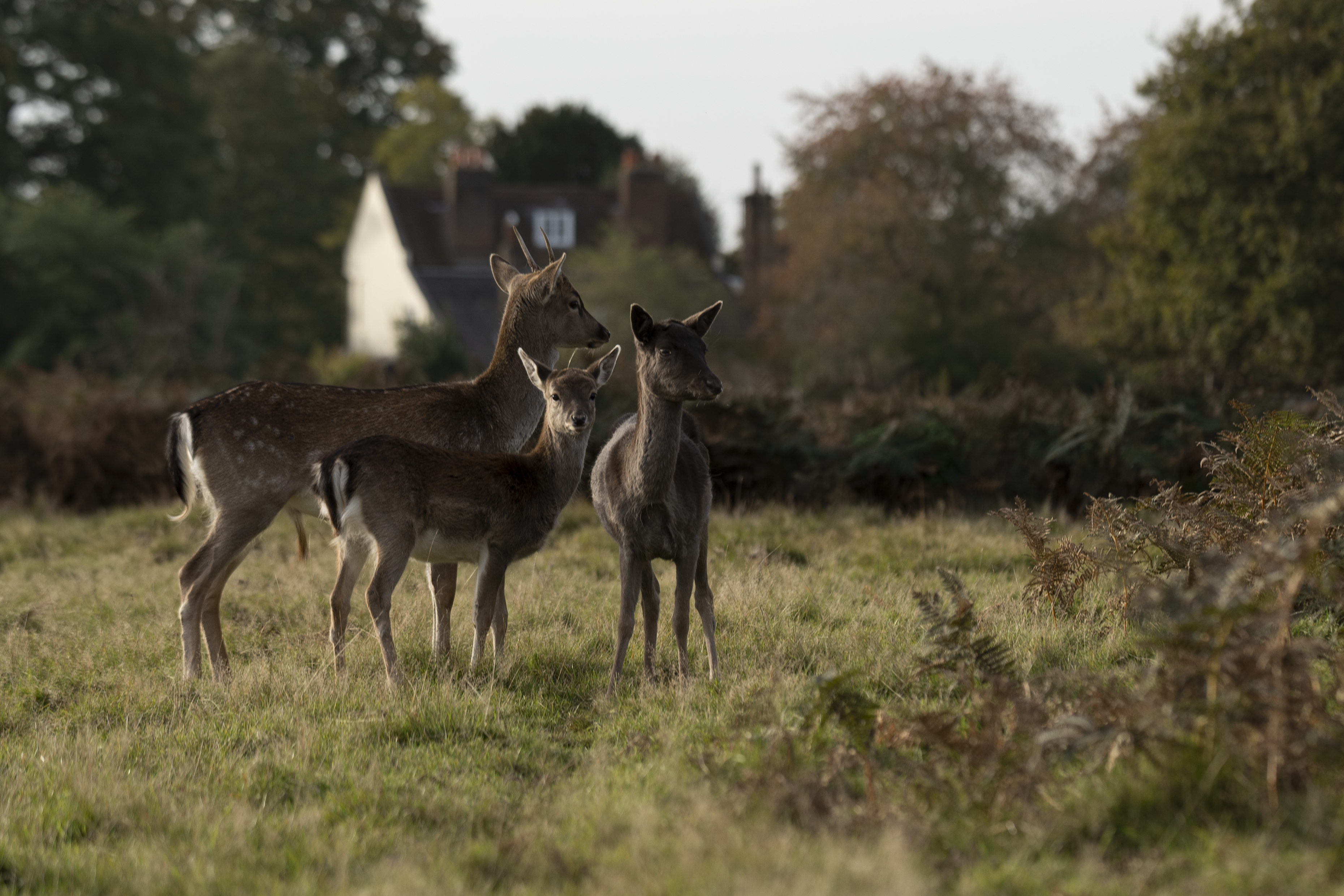 Three deer photographed on the Sony A7 IV camera
