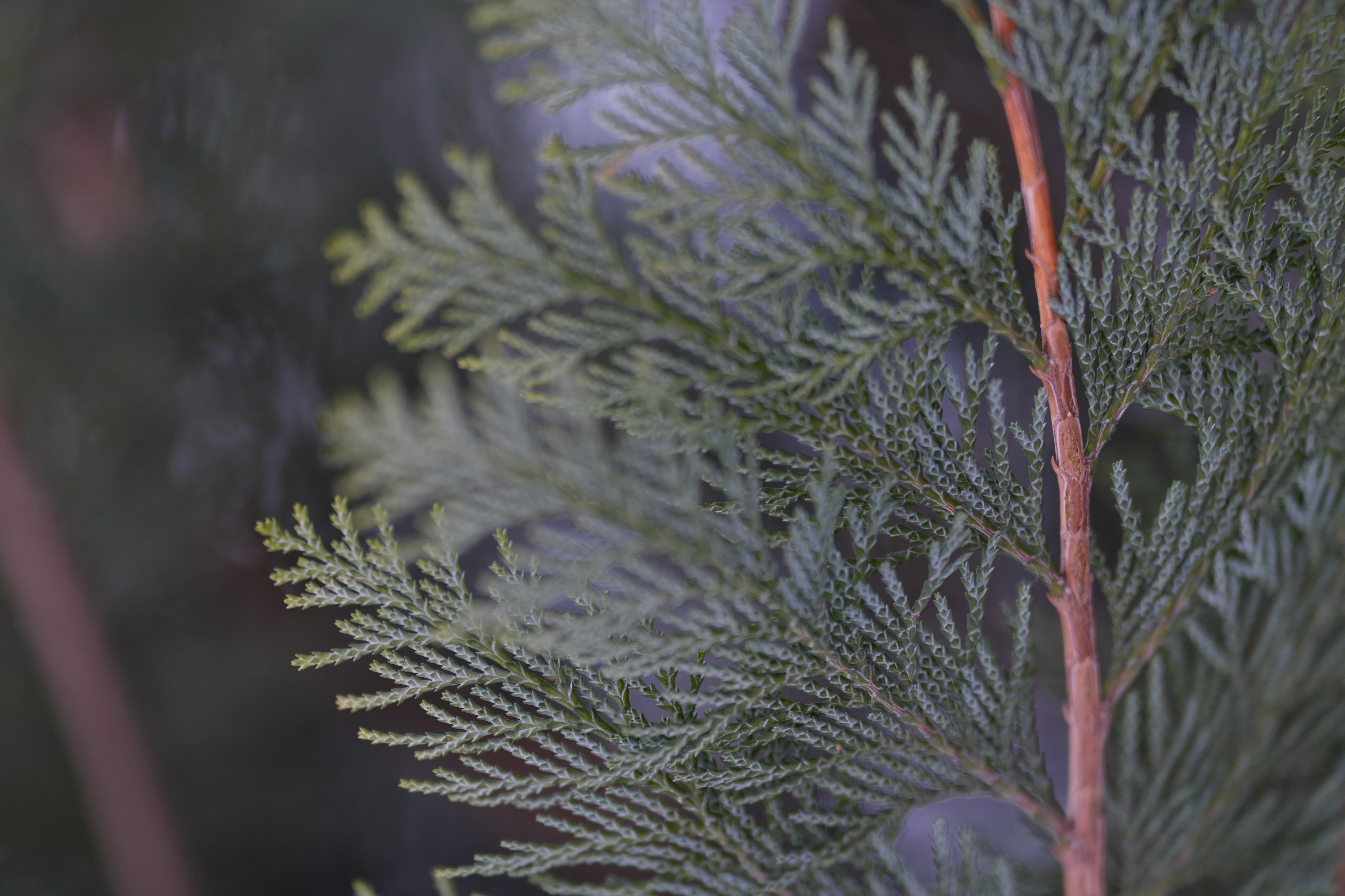 Sample images taken with the Sony 70-200mm f/2.8 GM OSS II lens and the Sony A7R V