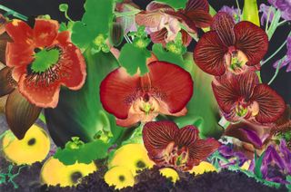 Artwork of orchids