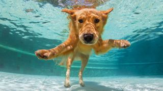 Dog swimming underwater