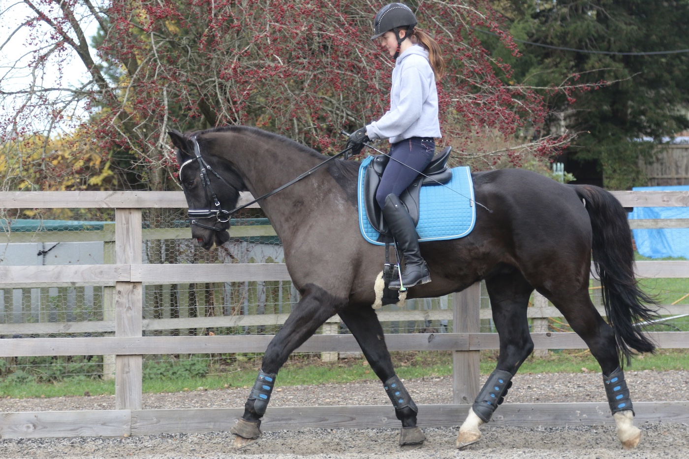 equine grass sickness awareness