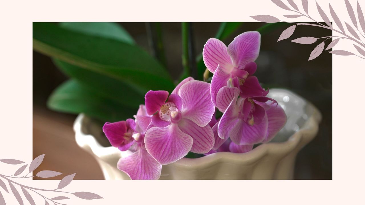  picture of pink orchids in porcelain pot