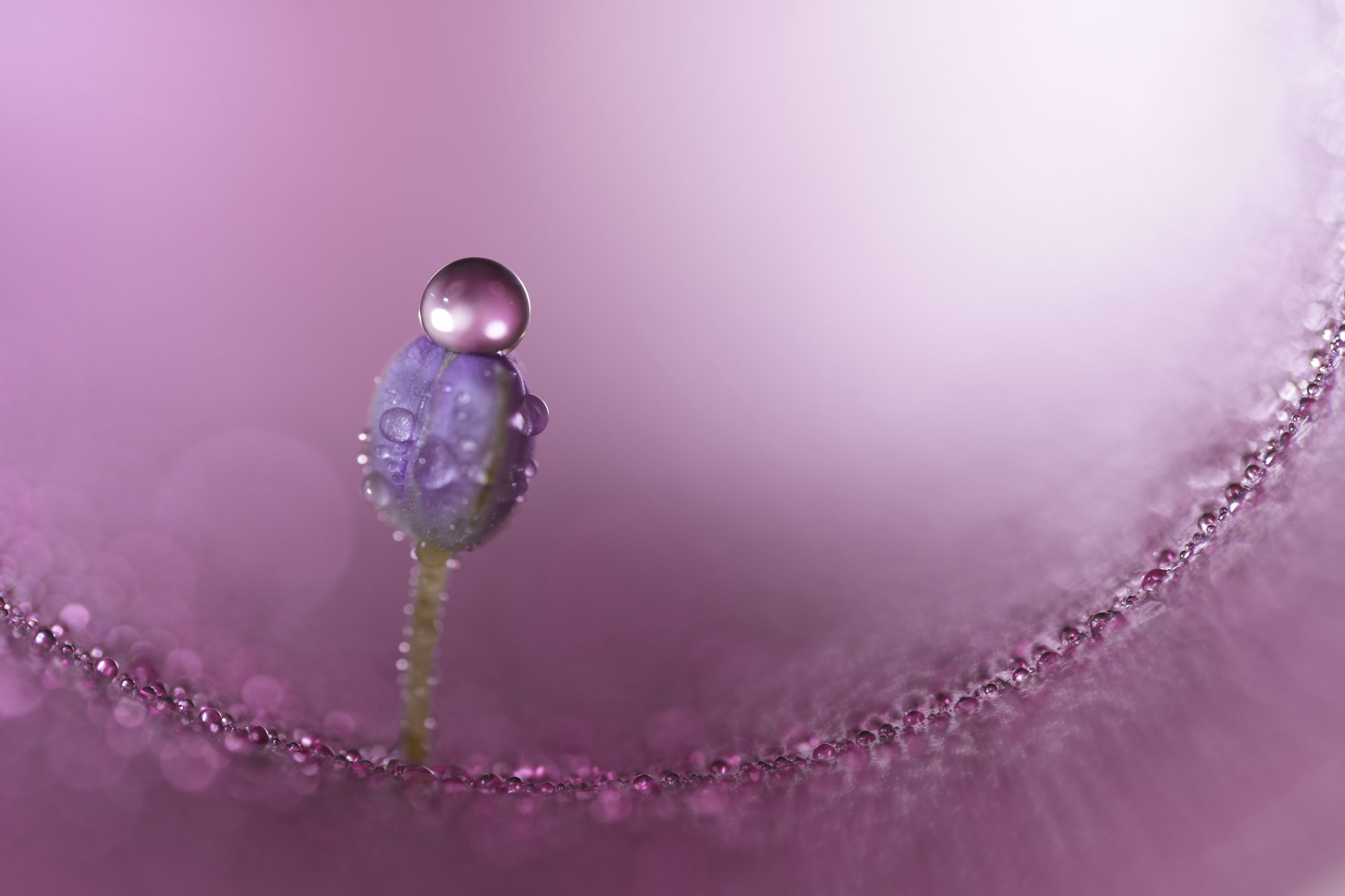 Closeup of a dew-covered flower, taken with the Sony FE 100mm F2.8 Macro GM OSS lens