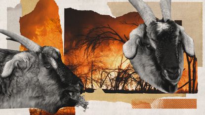 Photo collage of goats grazing and images of wildfires